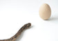 Snake and egg