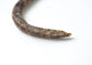 Snake and egg
