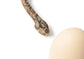 Snake and egg