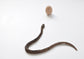 Snake and egg